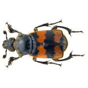 NECROPHORUS VESPILLO